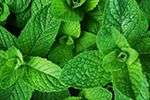 Mint & Menthols